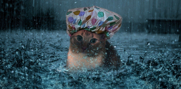 Котик и дождь