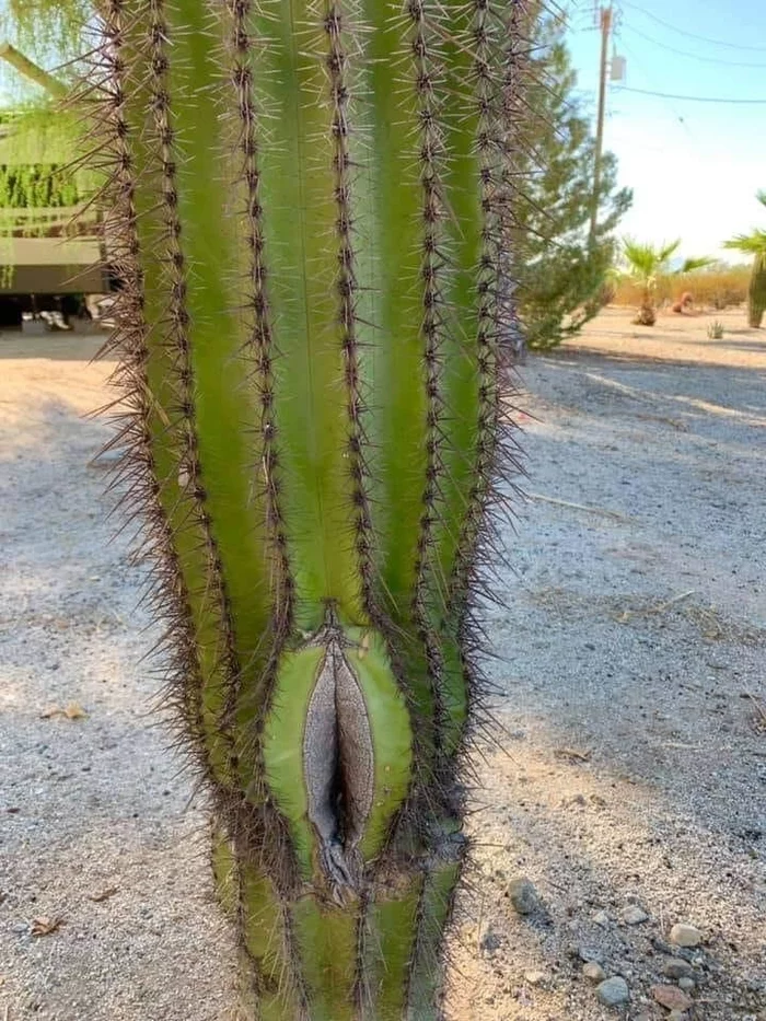 Cactus - Cactus, It seemed