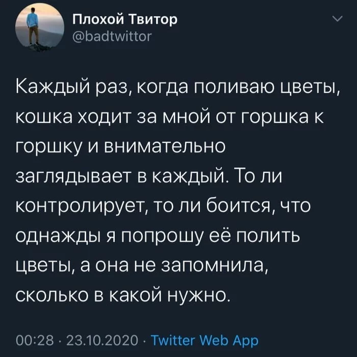 Текст на картинке - Кот, Цветы, Скриншот, Twitter, Полив