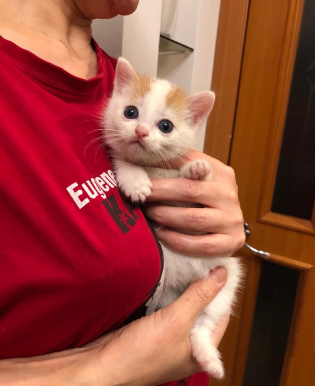 Continuation of the post “Yesterday, a friend of mine rescued kittens from the street. It looks like they still can’t believe their luck.” - My, cat, Kittens, Animal Rescue, Redheads, Fluffy, Milota, Reply to post, Longpost