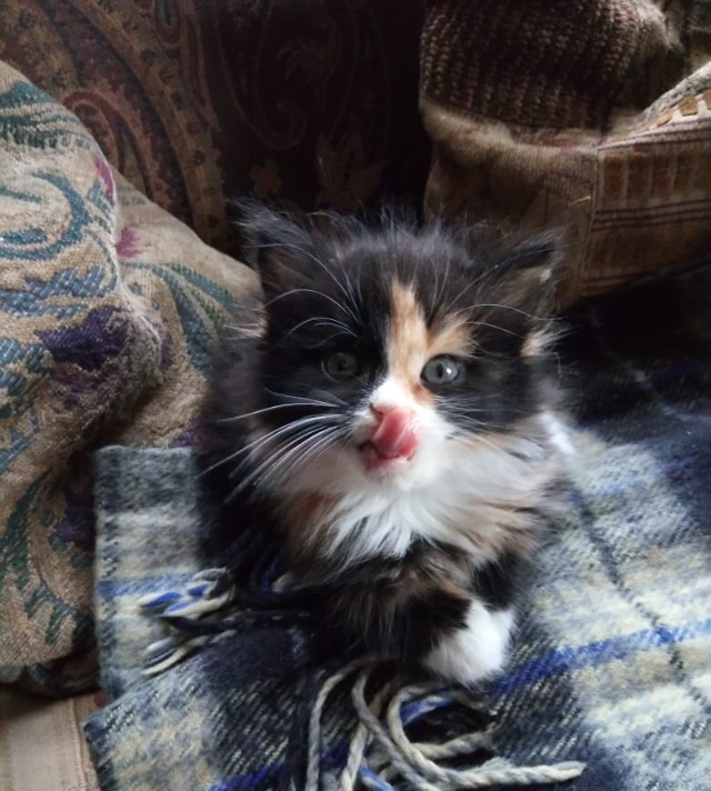 Continuation of the post “Yesterday, a friend of mine rescued kittens from the street. It looks like they still can’t believe their luck.” - My, cat, Kittens, Animal Rescue, Redheads, Fluffy, Milota, Reply to post, Longpost