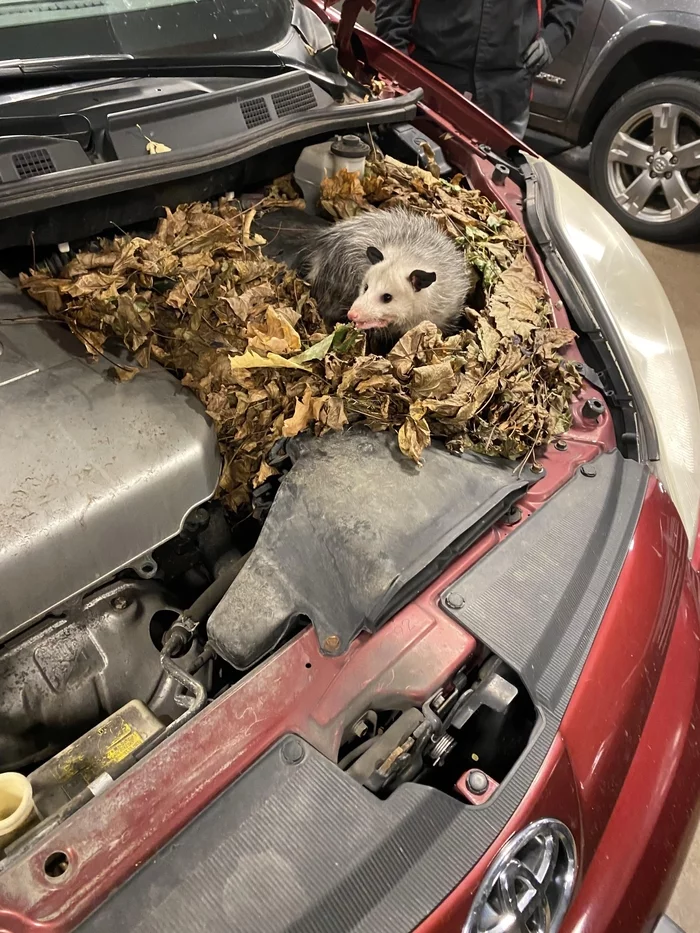 Under the hood - Humor, Opossum, Animals, The photo, Auto