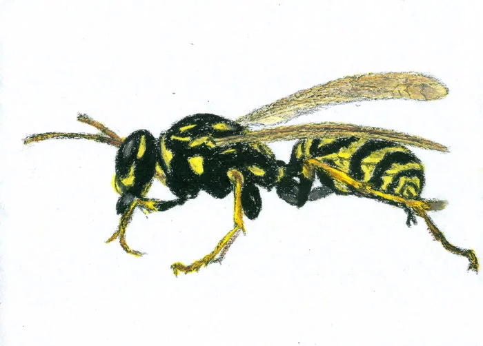 Wasp. Oil pastel drawing - My, Drawing, Copyright, Pastel, Oil pastel, Wasp, Insects