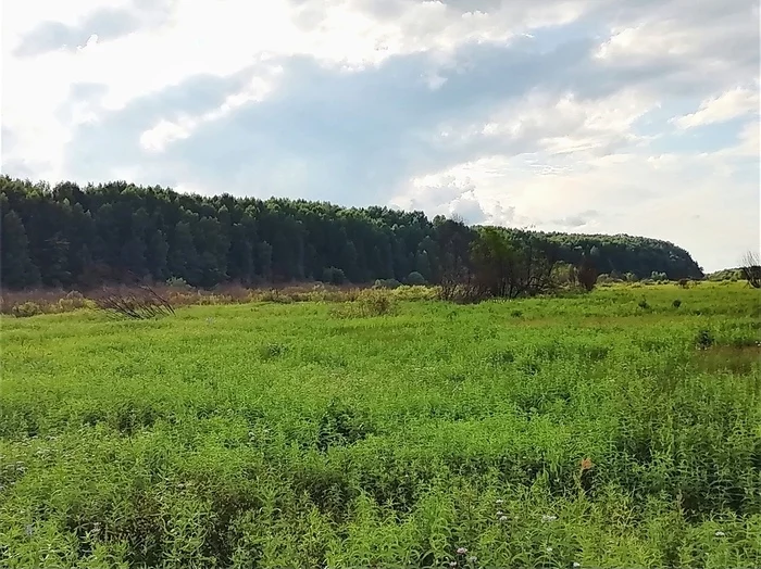 The nature of the village (Vetluzhsky, Nizhny Novgorod Region) - My, The nature of Russia, Nizhny Novgorod, , Nature and man, Longpost, Nature