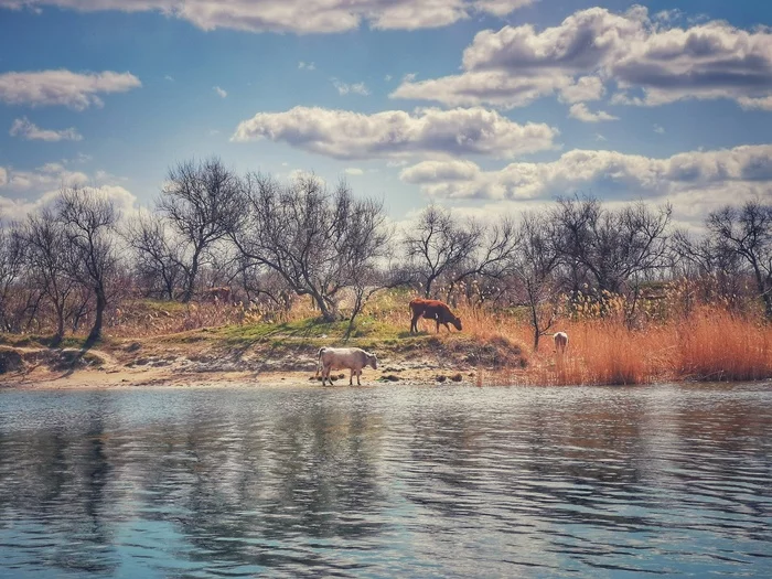 At the watering hole - My, The photo, The nature of Russia, Cow, Clouds, Mobile photography