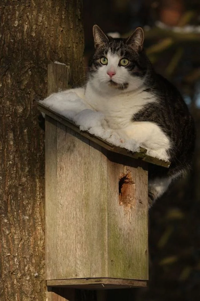 How did they fly away before spring??? - cat, Mood, Birdhouse