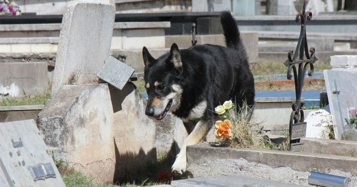 Умирающая собака