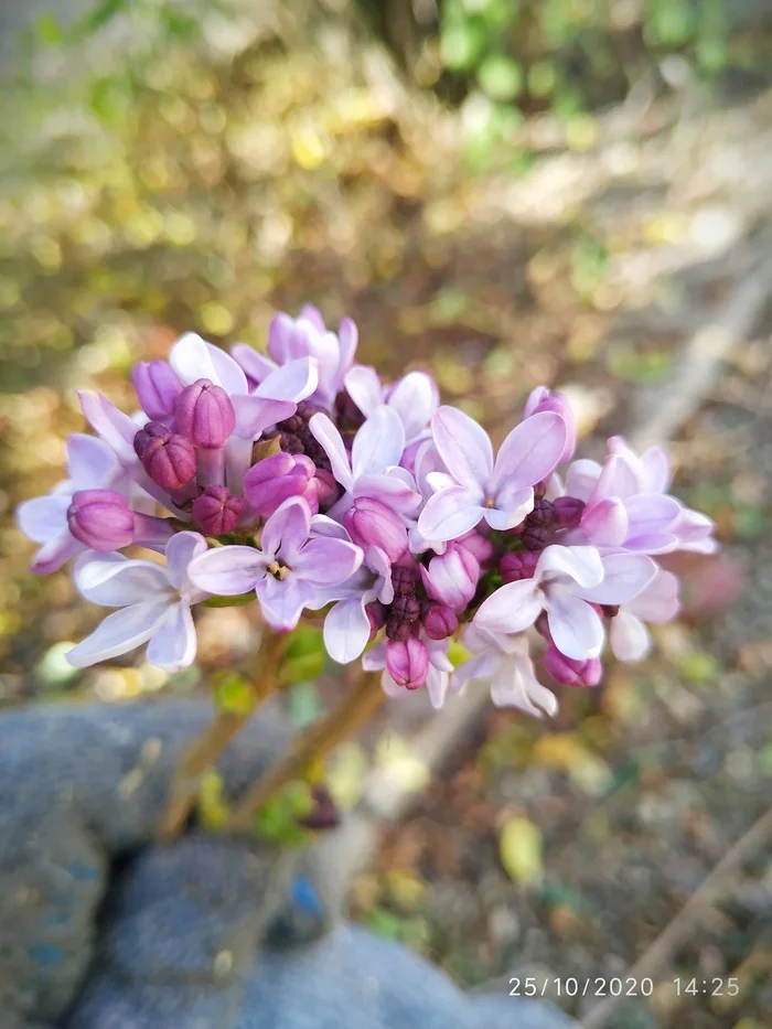 Where is autumn? - My, Stavropol region, Autumn, Lilac, Weather, Mat, Longpost