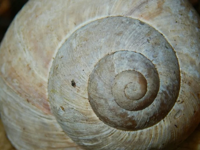 Snail - My, Snail, Grape snail, The photo, Photographer, Golden ratio