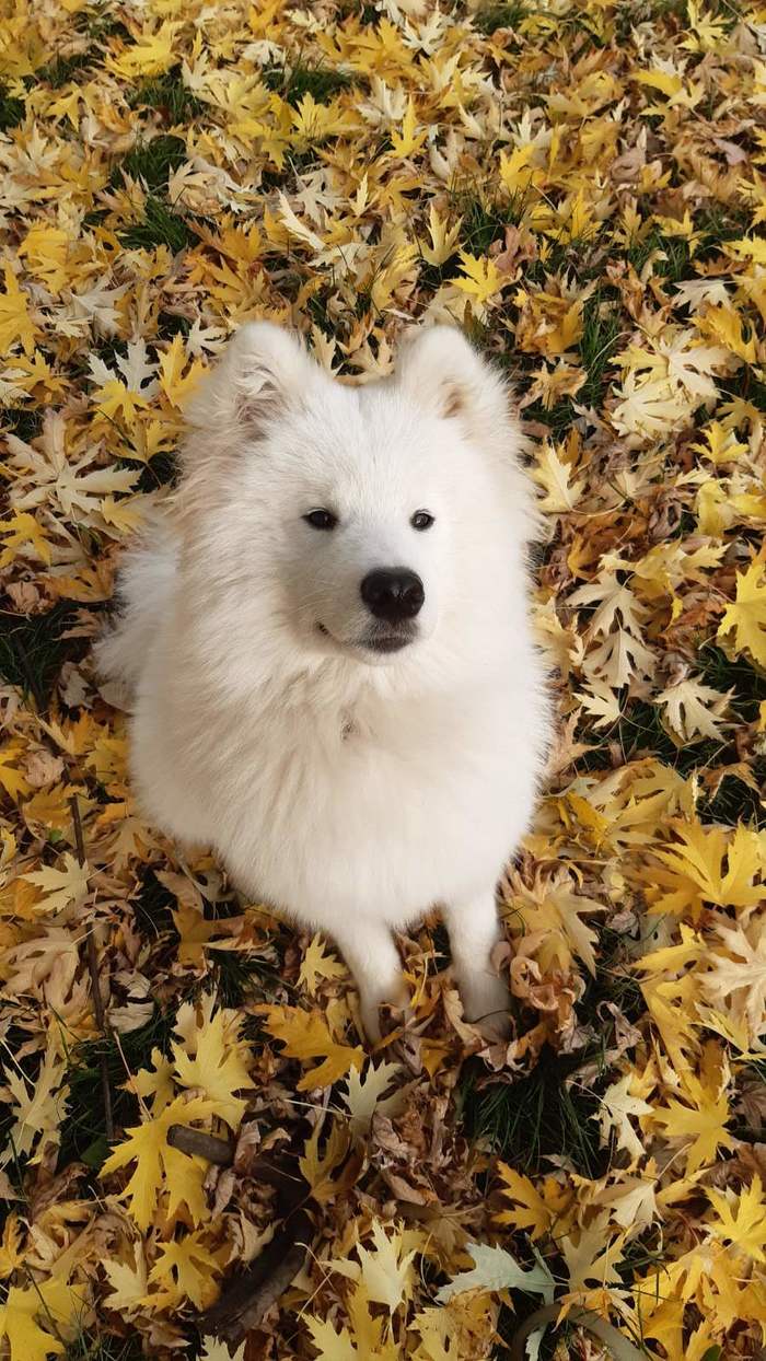 Autumn Samoyed - My, Samoyed, The photo, Autumn, Dog