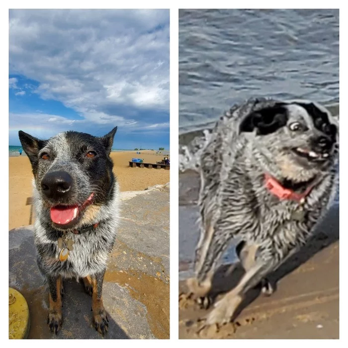 When you wanted to take another good photo of your friend, but something didn't go according to plan - The photo, Animals, Dog, Run, Beach, Muzzle, Australian Heeler