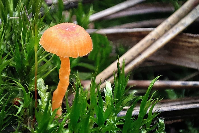 Walk in the woods - My, Forest, Mushrooms, The photo, Longpost