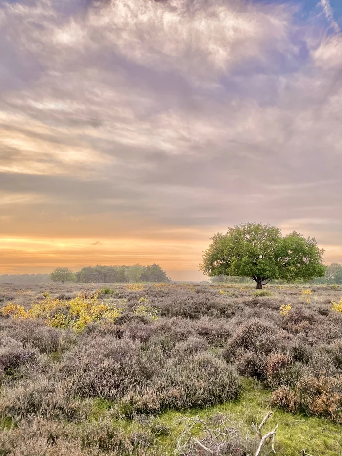 Somewhere in Holland - My, Sunset, Nature, The photo, Mobile photography, Landscape, Autumn, Heather, Holland, , Netherlands, Netherlands (Holland)