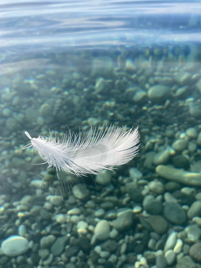 Feather and sea - My, Feather, Sea, Mobile photography, Abkhazia