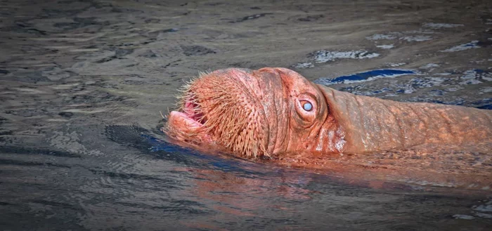 Walrus: A special “chain mail” that even gunfire rarely penetrates. What else surprises the giant of the North? - Animals, Walruses, Nature, Animal book, Longpost, Yandex Zen