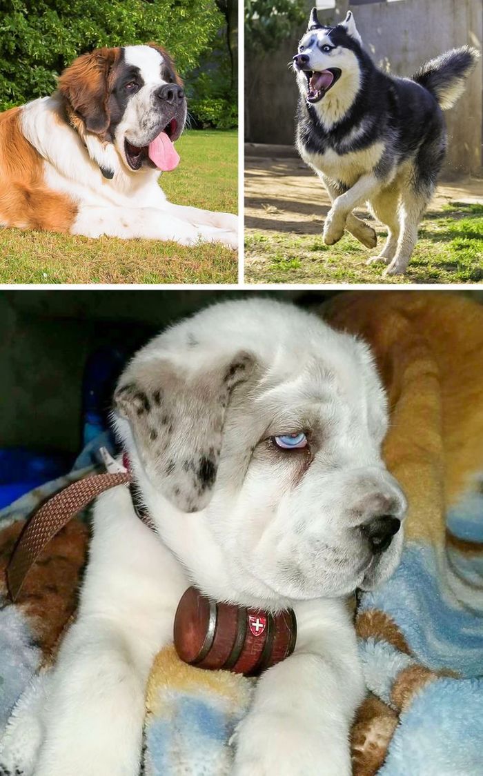 17 собак-метисов, которые своей красотой затмят чистокровных собратьев Животные, Собака, Метисы, ADME, Длиннопост