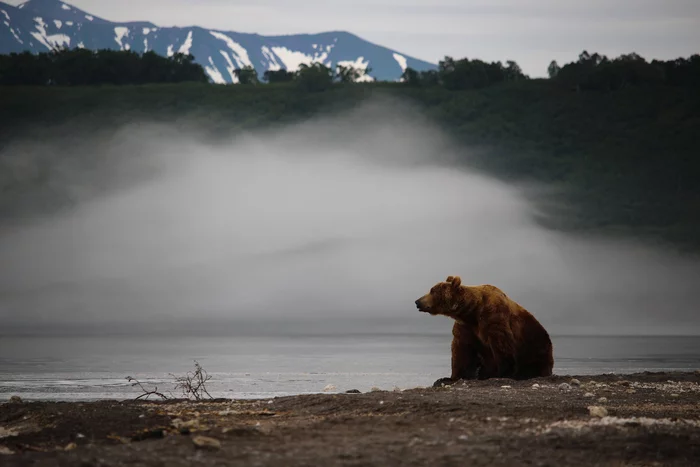 Post #7798960 - The Bears, Brown bears, Kamchatka, Reserves and sanctuaries, Kuril lake, The national geographic, The photo