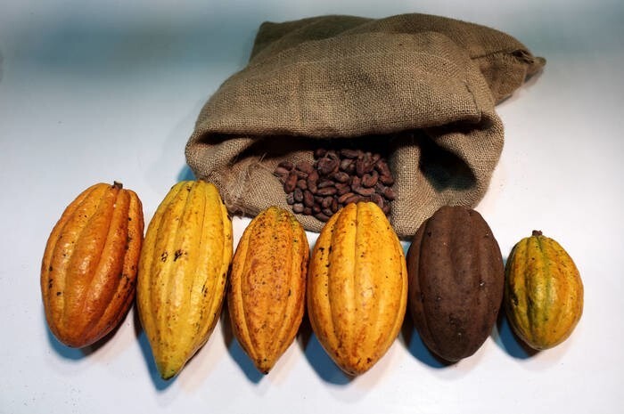 Variety of chocolate. Part four - My, Cocoa, Beans, Chocolate, Flavors, Longpost, Peru