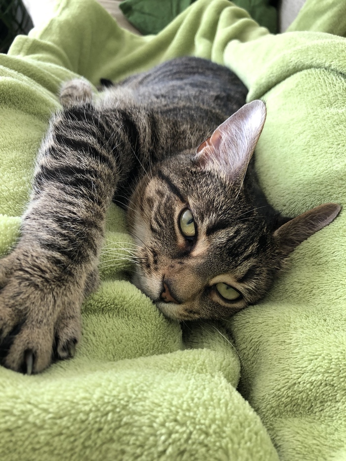 Полосатость