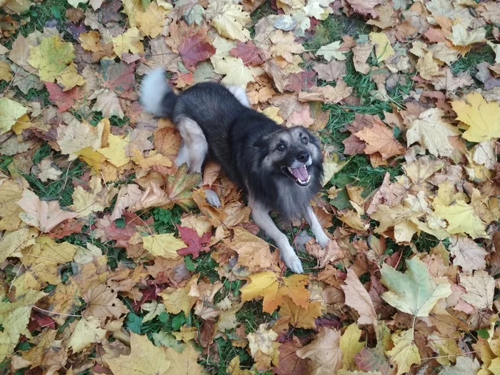 Autumn dog - My, Dog, Pets, Milota