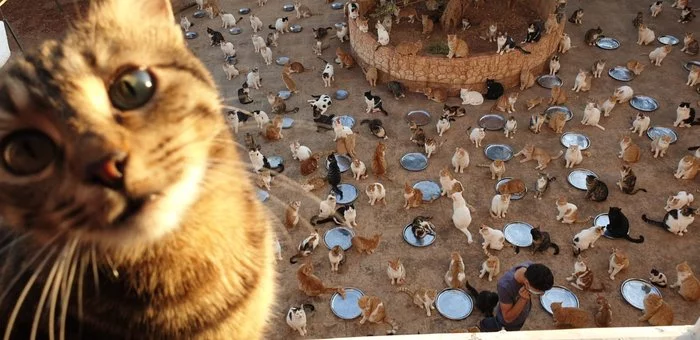 Cat shelter in Aleppo, Syria - cat, Aleppo, Syria, The photo, Longpost, Animal shelter