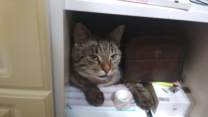 Tom climbed into the nightstand. He guards the treasure - My, Interesting, cat, Milota, Pets, The photo, Animals