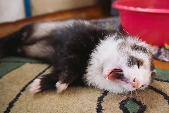 My plans for Sunday - My, Ferret, Animals, Pets, Dream, Longpost