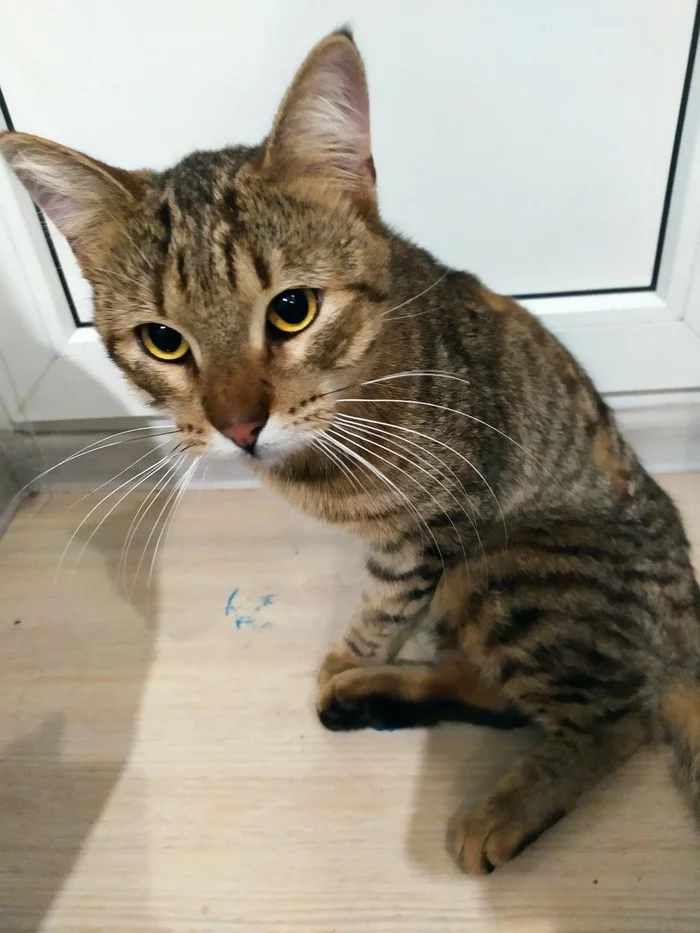 I call on the power of Peekaboo! A cat has been found - we are looking for a new home or foster care (not rated) - Search for animals, Animals, No rating, Overexposure, cat, Master, Pets, Lost, Saint Petersburg, Kalininsky District, In good hands, Longpost, Found a cat