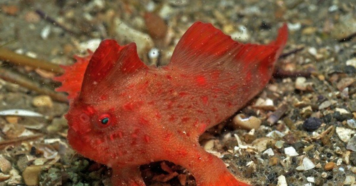 Самые необычные рыбы в мире фото с названиями