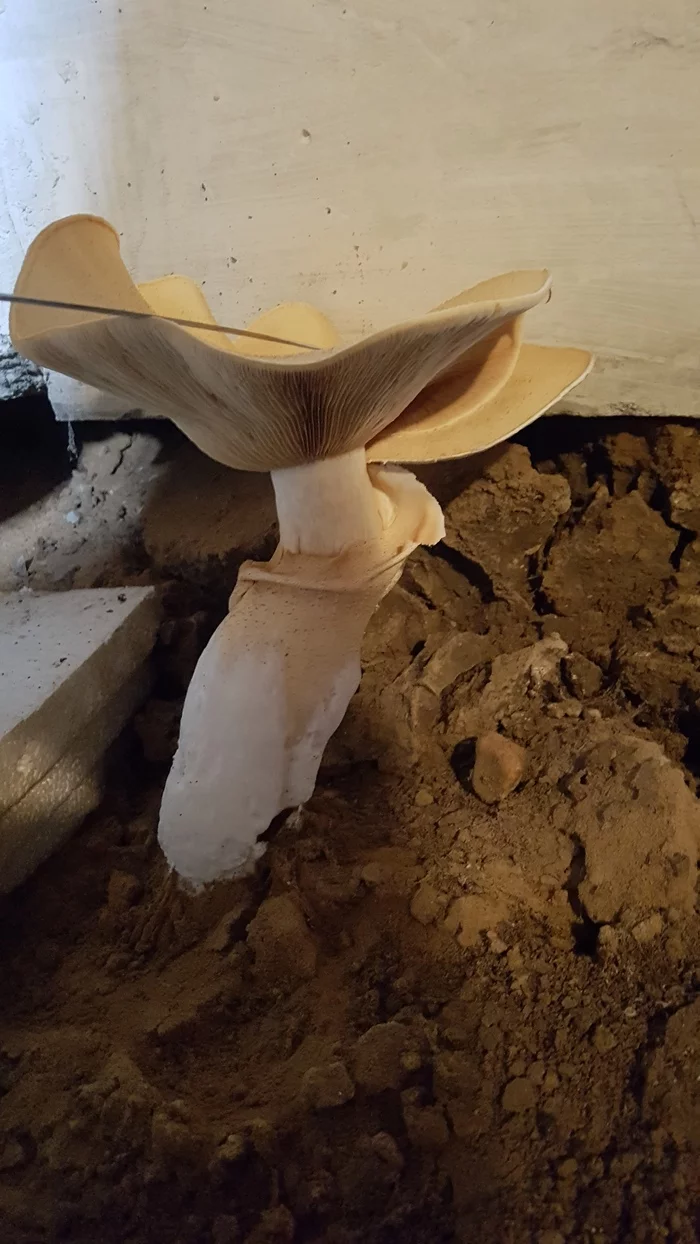 A mushroom grew in the basement - My, Basement, What has grown, Longpost