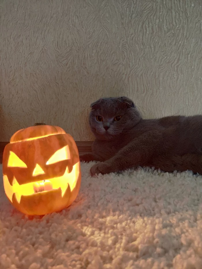 My cat with a pumpkin - My, cat, Halloween, Milota, Pumpkin, Holidays, Night, Longpost, British Fold, Halloween pumpkin