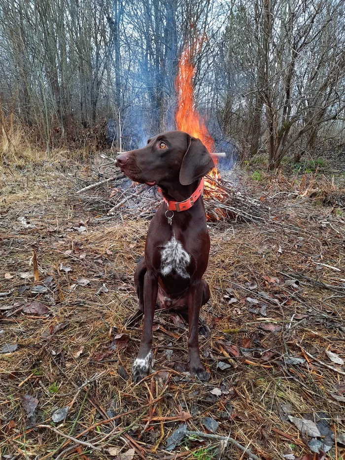 Dog is fire - Dog, Fire