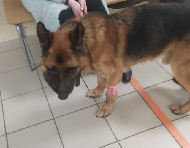 Continuation of the post “A shepherd dog with a tumor on his face, who was thrown out of the bus at the bus stop. We are looking for a home or foster care for him (with full provision). SPB and LO - My, Animal Rescue, Dog, Sheepdog, German Shepherd, Cancer and oncology, Homeless animals, Pets, Reply to post