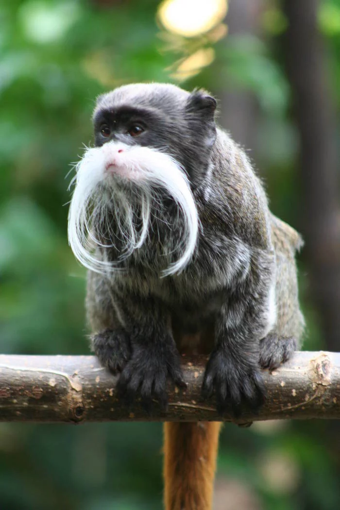 Tamarin. Rocker or Buddhist? - Tamarin, Animals, Monkey, The photo, Longpost