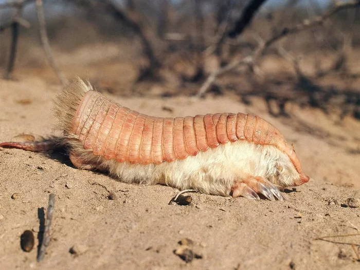 Frilled Armadillo: The Pink Fairy and the Steel Butt - Battleship, Frilled armadillo, Animals, Animal book, Yandex Zen, Longpost