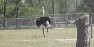 замена неба на видео в приложении