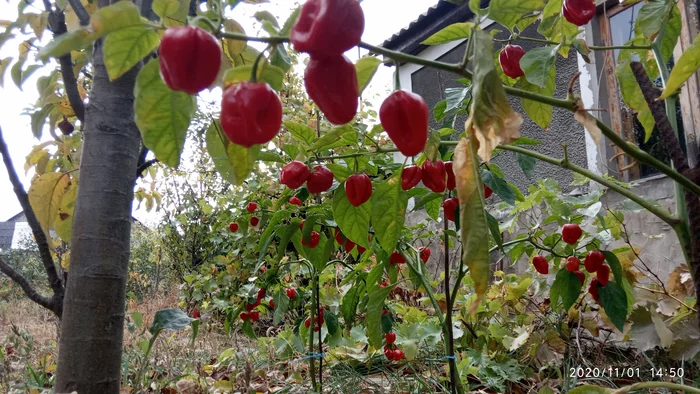 November 1, autumn, habanero... - My, Pepper farming, Xiaomi Redmi 6A, Autumn