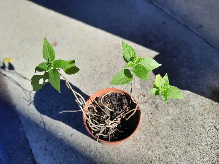 Look, chia is blooming! - My, Plants, Chia seeds, Botany, Experiment, Bloom, Photo on sneaker, Longpost