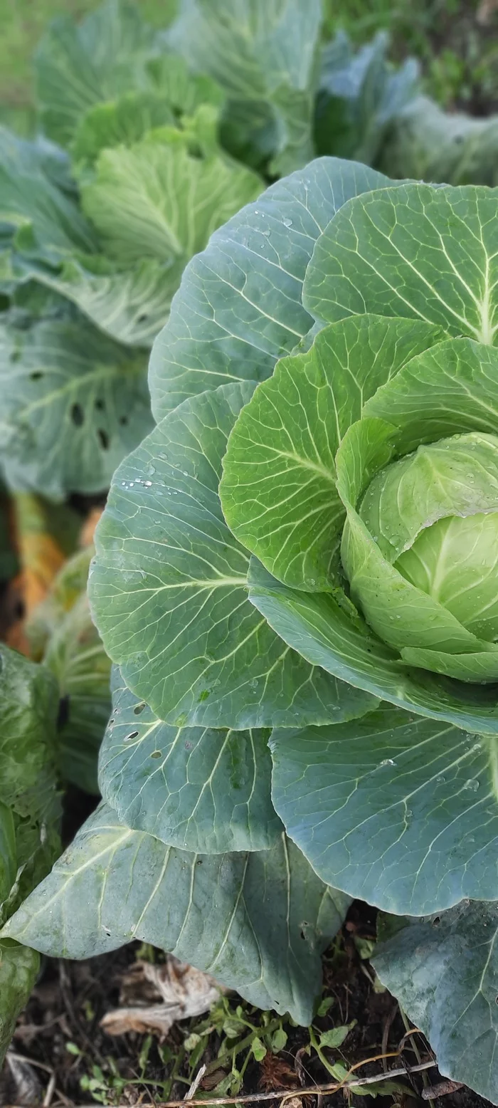 My cabbage - My, Cabbage, Aesthetics, Vegetables, With your own hands, Dew, Longpost