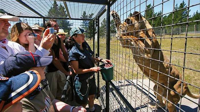 Reverse zoo - China, Zoo, Animals, Nature, Longpost, Human Cell, a lion, Wild animals, Cell, Big cats, Tiger