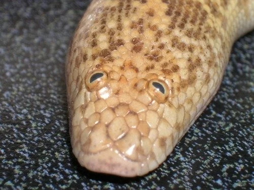 Sand boa - Herpetophobia, Snake, Boa, wildlife, Longpost, sand boa