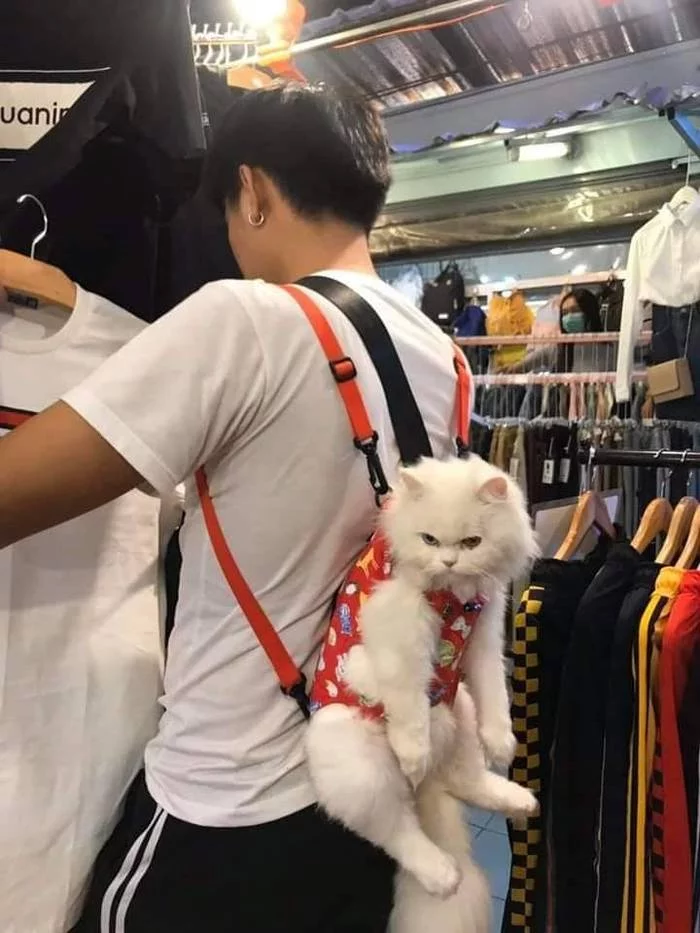 cat carrier - cat, Backpack, Fluffy