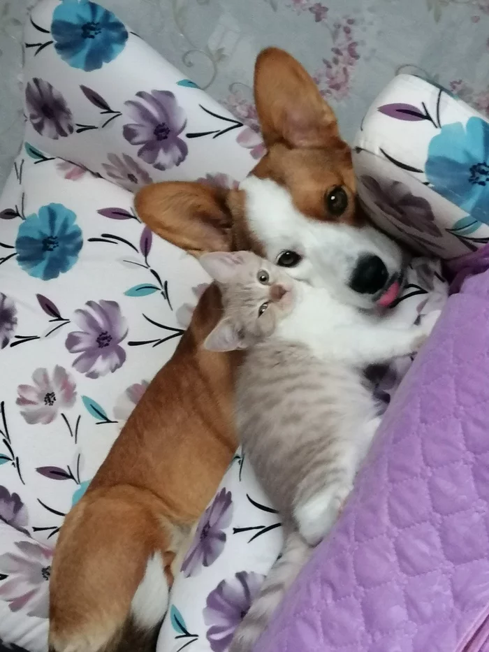 It's more fun together :) - My, Welsh Corgi Cardigan, friendship, cat, Corgi, Dog, Pets, Animals