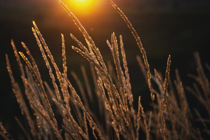 Warming up - My, Sunset, Nature, Macro photography, Landscape, Canon, Canon EOS 700D, Helios, Helios, Wallpaper, The photo, Amateur photography, Soviet optics, Longpost, Golden hour