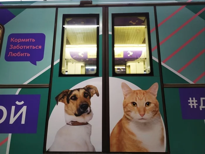 Next station - happy home life! - My, Murkosh shelter, Animal shelter, cat, Dog, Metro, Moscow Metro, Volunteering, Big Russian Boss, No rating, Moscow, Longpost, Video