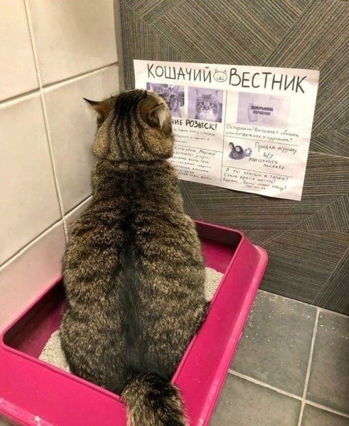 Что почитать в туалете. Смотреть фото Что почитать в туалете. Смотреть картинку Что почитать в туалете. Картинка про Что почитать в туалете. Фото Что почитать в туалете
