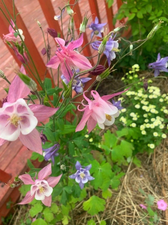 Любимая всеми Аквилегия. Тонкости выращивания