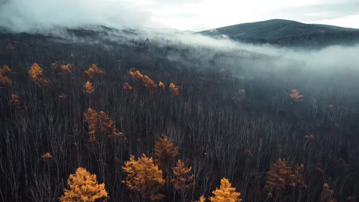 Event Horizon - My, Nature, Forest, Fog, Atmosphere, The mountains, Horizon, Landscape, Drone, Quadcopter, Autumn, Space, Silence, Contemplation, Sky, Clouds, The sun, Beams, Longpost