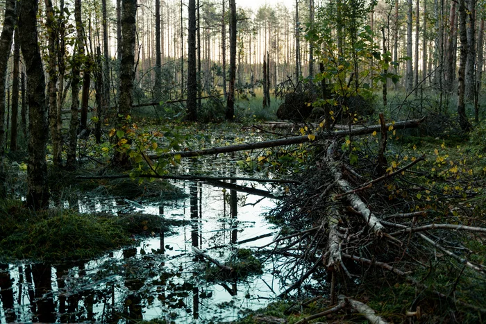 Fairy forest - My, Swamp, Eco-trail, Leningrad region, The photo, Walk in the woods, Forest, Nikon