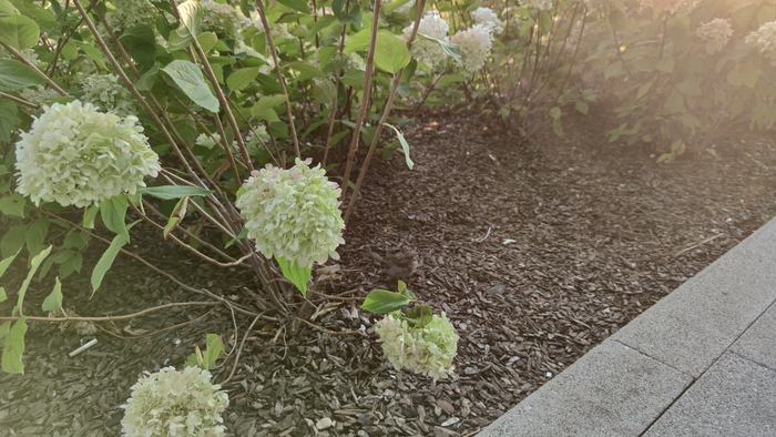 Игра найди птицу